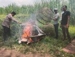 Sidoarjo, 1 Februari 2026** — Menanggapi pemberitaan yang dimuat oleh situs *jejakkasus.info* dengan judul *“Diduga Kebal Hukum, Kalangan Sabung Ayam di Jatikalang Prambon Kembali Beroperasi”*