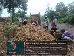 Truk Pengangkut Singkong Terbalik di Ruas Jalan Provinsi Pakuan Ratu, Bukti Nyata Buruknya Infrastruktur Hambat Ekonomi Way Kanan