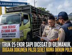 25 Ekor Sapi Dicegat di Pelabuhan Gilimanuk, Dugaan Dokumen Karantina Tidak Sah Jadi Sorotan
