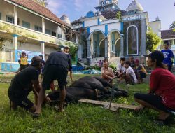 Seekor sapi Kurban dari Federasi Serikat Pekerja Pertamina Bersatu Disalurkan ke Ponpes Al Fitriyah di Jember